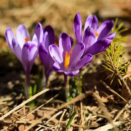 Feriehus Lux House *