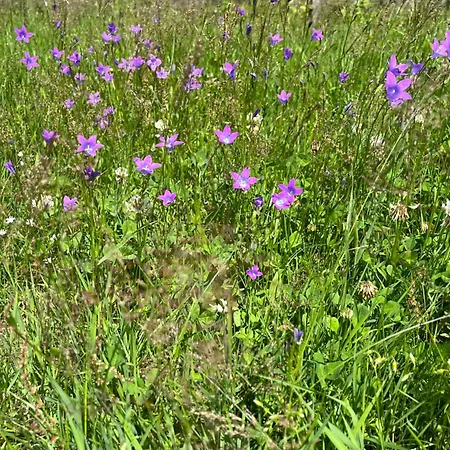 Feriehus Lux House Chocholow