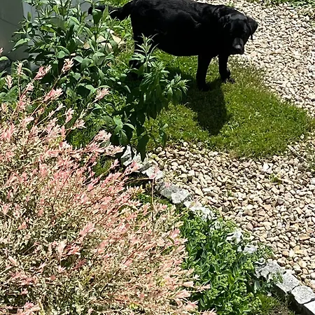 Feriehus Lux House *