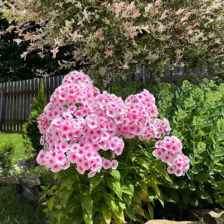 Lux House Feriehus Chocholow